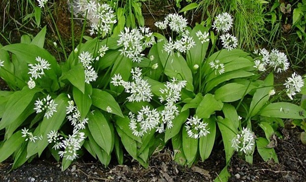 11-divlji-luk-620x3501-1 (1)