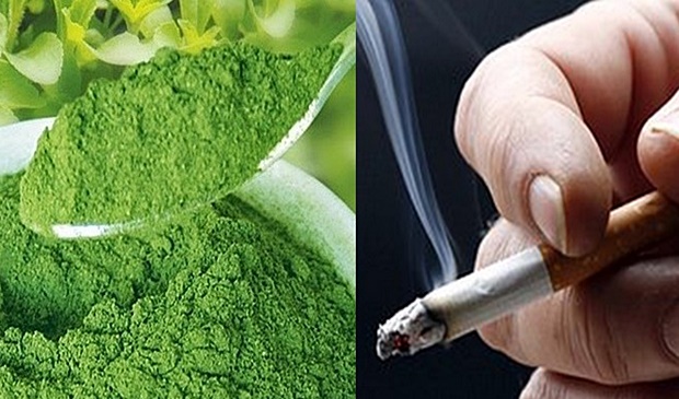 Stevija-1-e1429606233735-600x360-620x340-1-1