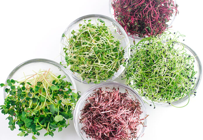 Micro,Greens,Sprouts,Of,Radish,,Amaranth,,Mustard,,Beetroot,And,Onion