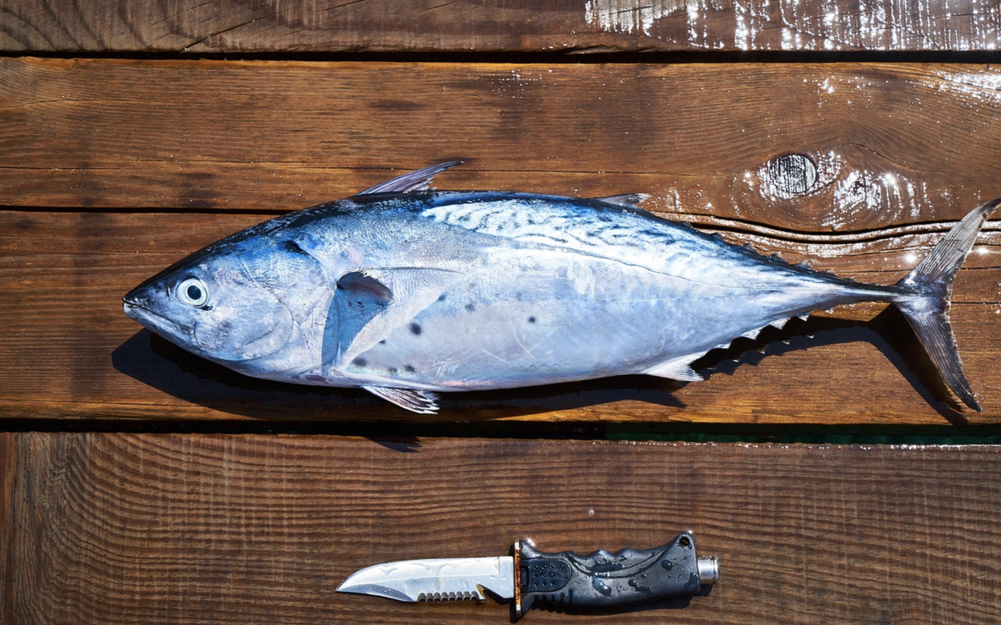Omega 3 masti – koliko su vazne u održavanju našeg zdravlja