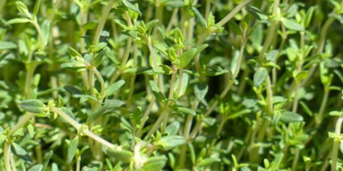 IMG_4800-678x381-1-668x334