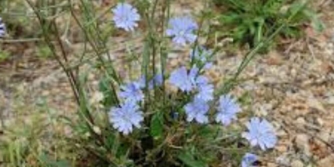 IMG_5048-678x381-1-668x334