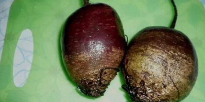 IMG_5394-678x381-1-668x334