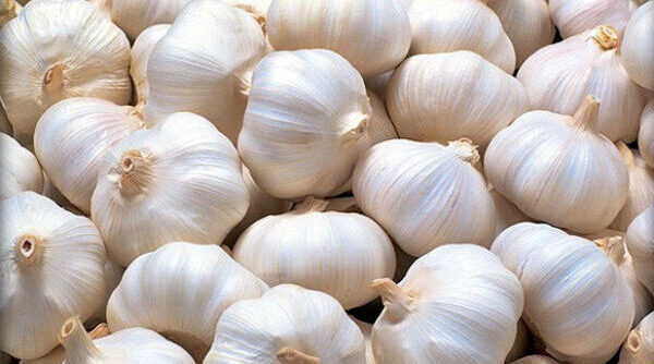 bijeli-luk-600x381-1-600x334