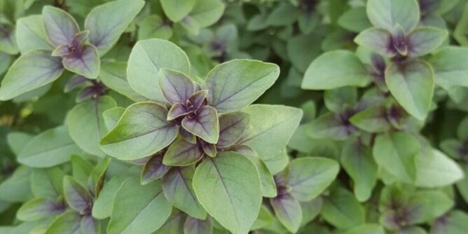 tulsi-1539181_1280-1024x682-1-735x400-1-668x334