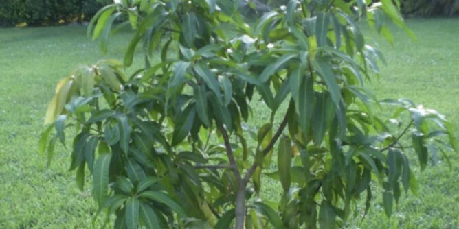 343CACE4-EC51-4988-8BD5-1E1127ECB7F0-678x381-1-668x334