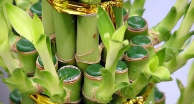 6-27-620x381-1-620x334