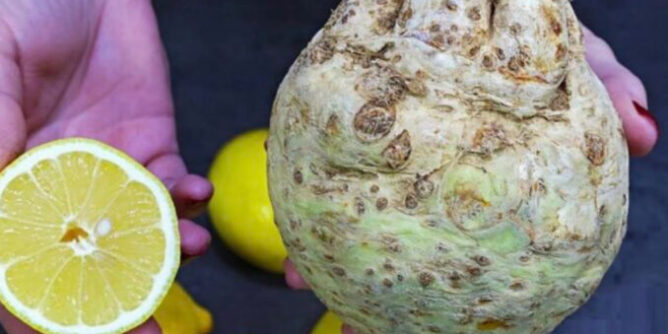 IMG_4395-678x381-1-668x334