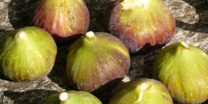 IMG_4628-678x381-1-668x334