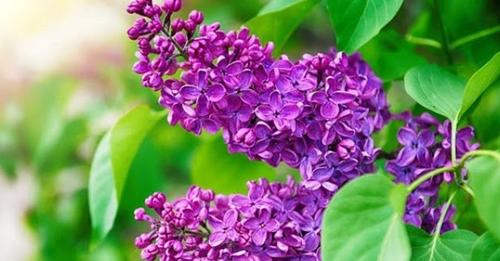 17651686603327326053