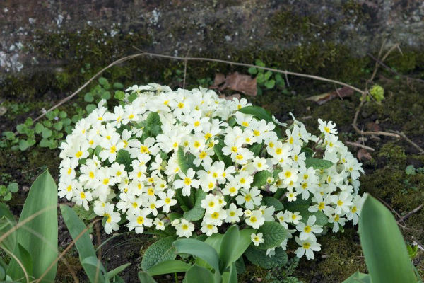 Jagorcevina