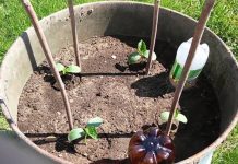 BAŠTOVANI OTKRILI ODLIČNU IDEJU, AKO HOĆETE IMATI BOGAT UROD: Uzgojite krastavce na ovaj način BIĆETE ODUŠEVLJENI!