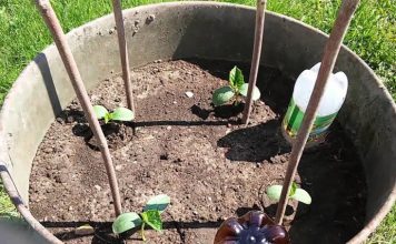 BAŠTOVANI OTKRILI ODLIČNU IDEJU, AKO HOĆETE IMATI BOGAT UROD: Uzgojite krastavce na ovaj način BIĆETE ODUŠEVLJENI!