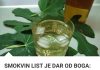 SMOKVIN LIST JE DAR OD BOGA: Liječi čir na želucu, bronhitis, kožna oboljenja i još puno toga!