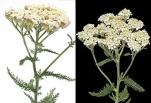 Snaga jazbine: 30 nevjerovatnih prednosti ove drevne ljekovite biljke