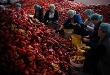 Iskusne domaćice otkrile kako izabrati najbolju papriku za ajvar: Tri sorte su najbolje!