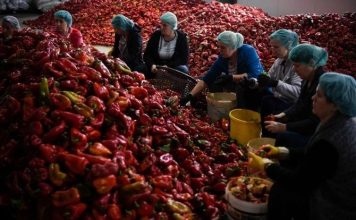 Iskusne domaćice otkrile kako izabrati najbolju papriku za ajvar: Tri sorte su najbolje!