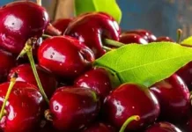 Gutanje koštica trešanja – potencijalni rizik za probavni sistem